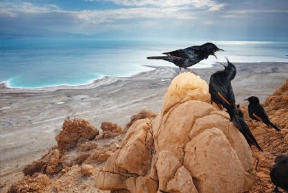 Starlings overlooking the Dead Sea. Israeli Competition: Photograph of the Year. By Ilia Shalamaev