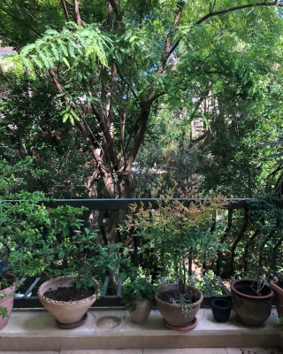 The Trees In My Garden