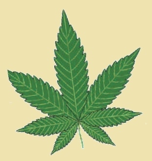 cannabis-1